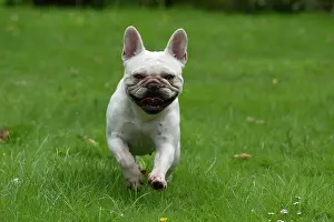 Smiling: DOG. French Bulldog, white, running to camera