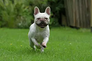 Smiling: DOG. French Bulldog, white, running to camera