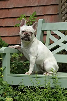 Bench: DOG. French Bulldog, white, sitting on a garden