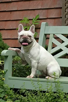 Bench: DOG. French Bulldog, white, sitting on a garden