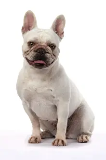 Bulldogs: DOG. French Bulldog, white, sitting, studio