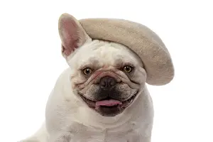 Bulldogs: DOG. French Bulldog, white, sitting, wearing a