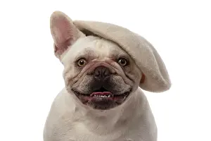 Bulldogs: DOG. French Bulldog, white, sitting, wearing a