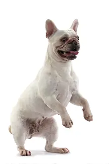 Dancing: DOG. French Bulldog, white, standing up on back