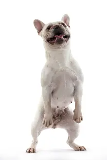 Smiling: DOG. French Bulldog, white, standing up on back