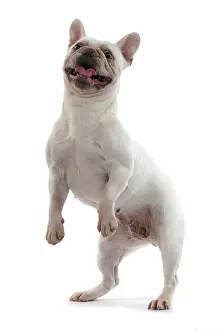 Smiling: DOG. French Bulldog, white, standing up on back