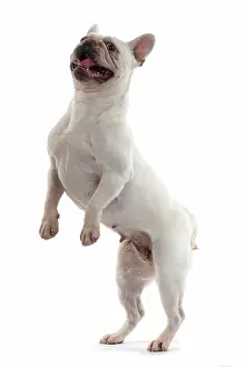 Smiling: DOG. French Bulldog, white, standing up on back