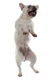 Dancing: DOG. French Bulldog, white, standing up on back