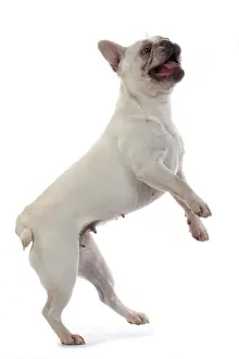 Smiling: DOG. French Bulldog, white, standing up on back