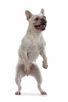 Dancing: DOG. French Bulldog, white, standing up on back