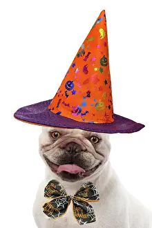 Bows: DOG. French Bulldog, white, wearing a witch hat and Hallowee