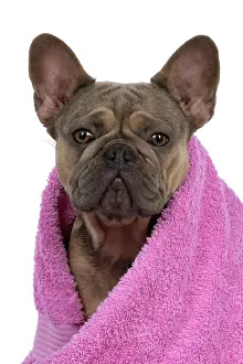 Wrapped: DOG. French Bulldog, wrapped in a pink towel, studio