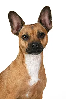 281020: DOG, French Bulldog X Chihuahua, head & shoulders