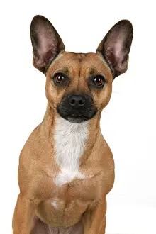 281020: DOG, French Bulldog X Chihuahua, head & shoulders