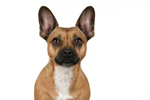 281020: DOG, French Bulldog X Chihuahua, head & shoulders