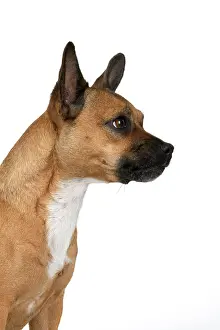 281020: DOG, French Bulldog X Chihuahua, head & shoulders