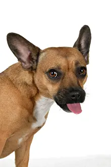 Cheeky: DOG, French Bulldog X Chihuahua, head & shoulders