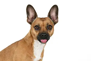 281020: DOG, French Bulldog X Chihuahua, head & shoulders