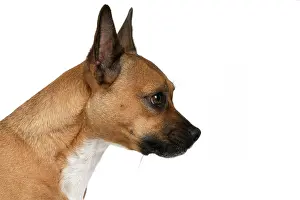 281020: DOG, French Bulldog X Chihuahua, head & shoulders