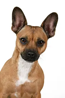 281020: DOG, French Bulldog X Chihuahua, head & shoulders
