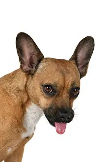 Sticking: DOG, French Bulldog X Chihuahua, head & shoulders