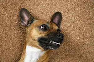281020: DOG, French Bulldog X Chihuahua, laying on its back