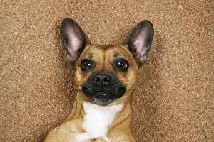 281020: DOG, French Bulldog X Chihuahua, laying on its back