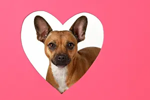 281020: DOG, French Bulldog X Chihuahua, looking through