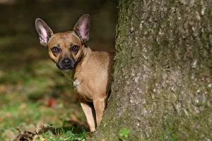 Peeping: DOG, French Bulldog X Chihuahua, looking around