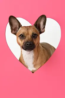 Valentines: DOG, French Bulldog X Chihuahua, looking through