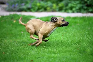 281020: DOG, French Bulldog X Chihuahua, running in a garden