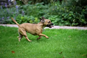 281020: DOG, French Bulldog X Chihuahua, running in a garden