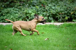 281020: DOG, French Bulldog X Chihuahua, running in a garden