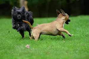 281020: DOG, French Bulldog X Chihuahua, running in a garden