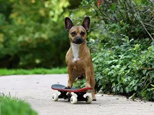 Scateboard: DOG, French Bulldog X Chihuahua, on a scateboard in a garden