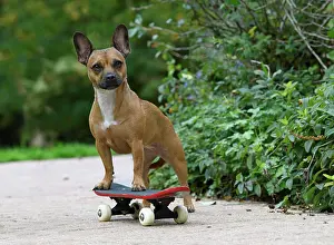 Scateboard: DOG, French Bulldog X Chihuahua, on a scateboard in a garden