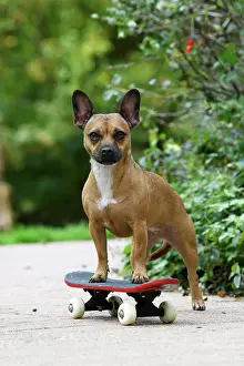 Scateboard: DOG, French Bulldog X Chihuahua, on a scateboard in a garden