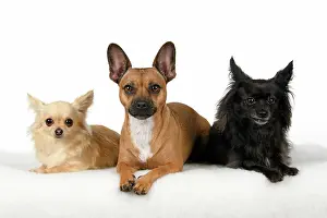 281020: DOG, French Bulldog X Chihuahua, sitting with two