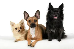 281020: DOG, French Bulldog X Chihuahua, sitting with two