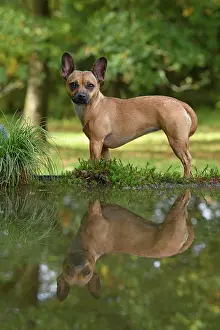 281020: DOG, French Bulldog X Chihuahua, standing next to