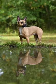 281020: DOG, French Bulldog X Chihuahua, standing next to