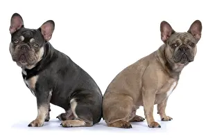 Argument: DOG. French Bulldogs x2, sitting back to back