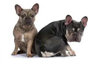 Argument: DOG. French Bulldogs x2, sitting back to back