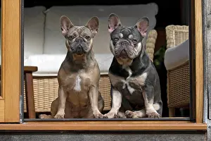 Doorway: DOG. French Bulldogs x2, sitting together, in a