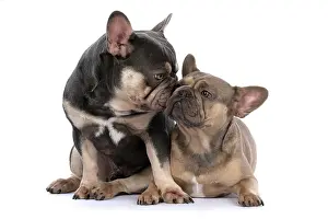 Kiss: DOG. French Bulldogs x2, sitting together, lick