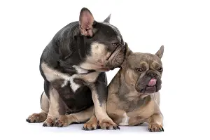 Kiss: DOG. French Bulldogs x2, sitting together, lick
