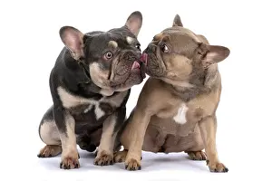 Kiss: DOG. French Bulldogs x2, sitting together, lick