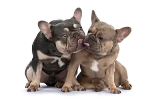 Kiss: DOG. French Bulldogs x2, sitting together, lick
