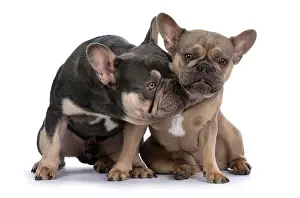 Kiss: DOG. French Bulldogs x2, sitting together, lick