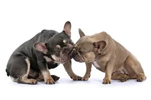 Kiss: DOG. French Bulldogs x2, sitting together, lick